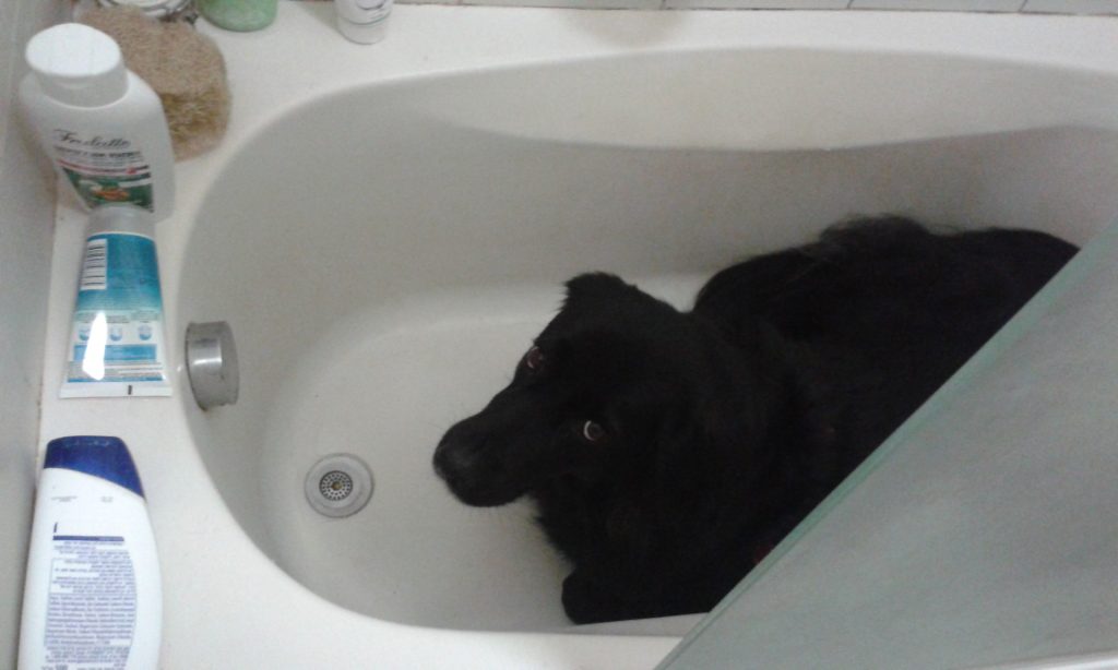 כלבה שוכבת בתוך אמבטיה