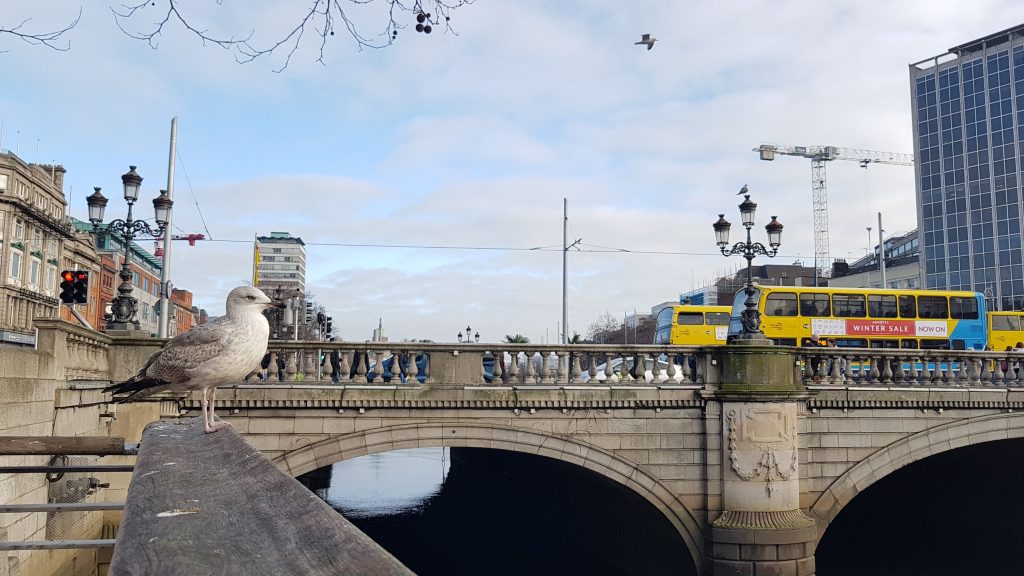 ציפור על גשר בדבלין