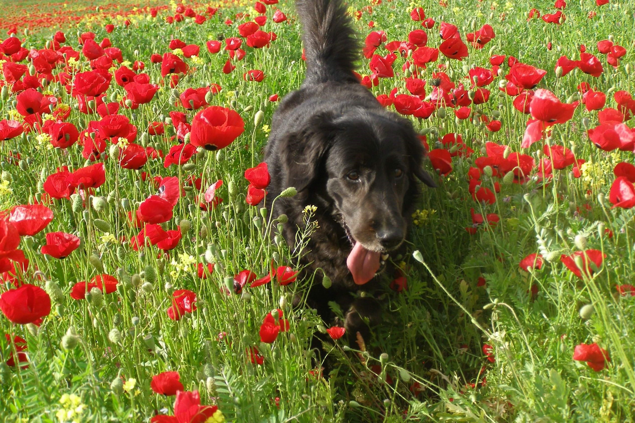 נינה ז"ל, הכלבה של דפנה טלמון, מטיילת בשדה כלניות